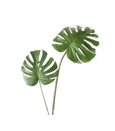 Hoja Philodendron Grande