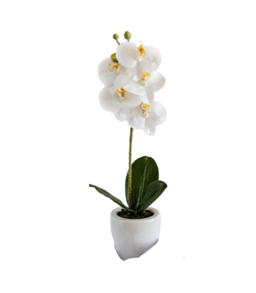 Orquídea White Maceta