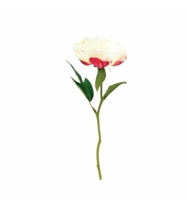 Vara Peonia White