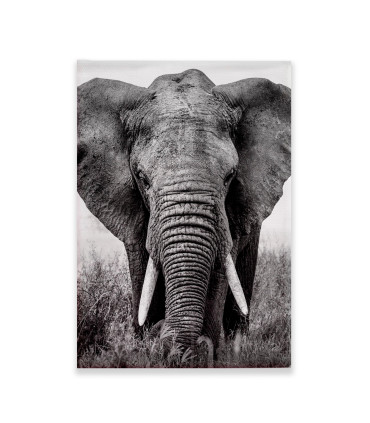 Cuadro Decorativo - Elefante