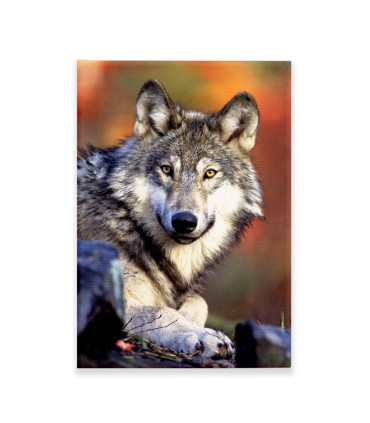 Cuadro Decorativo - Lobo
