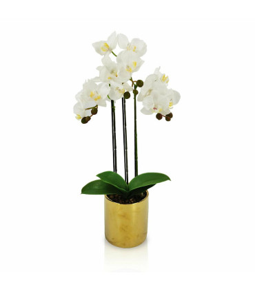 Orquidea Julie