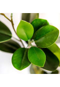 Vara De Eucalipto Artificial Green 90 Cm