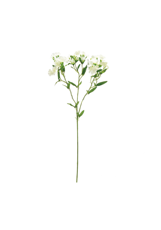 Vara Clavel White