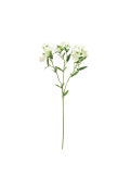 Vara Clavel White