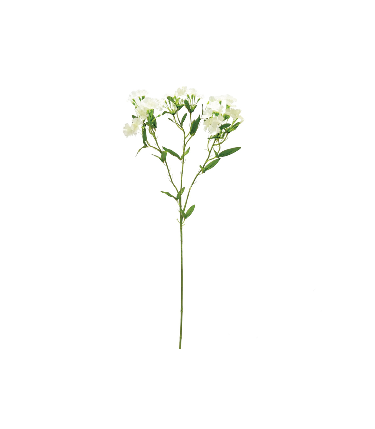 Vara Clavel White