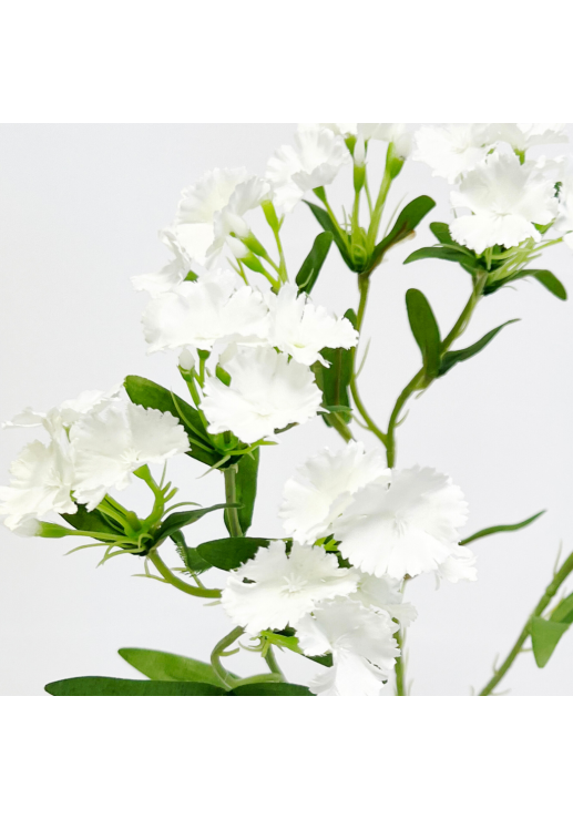 Vara Clavel White