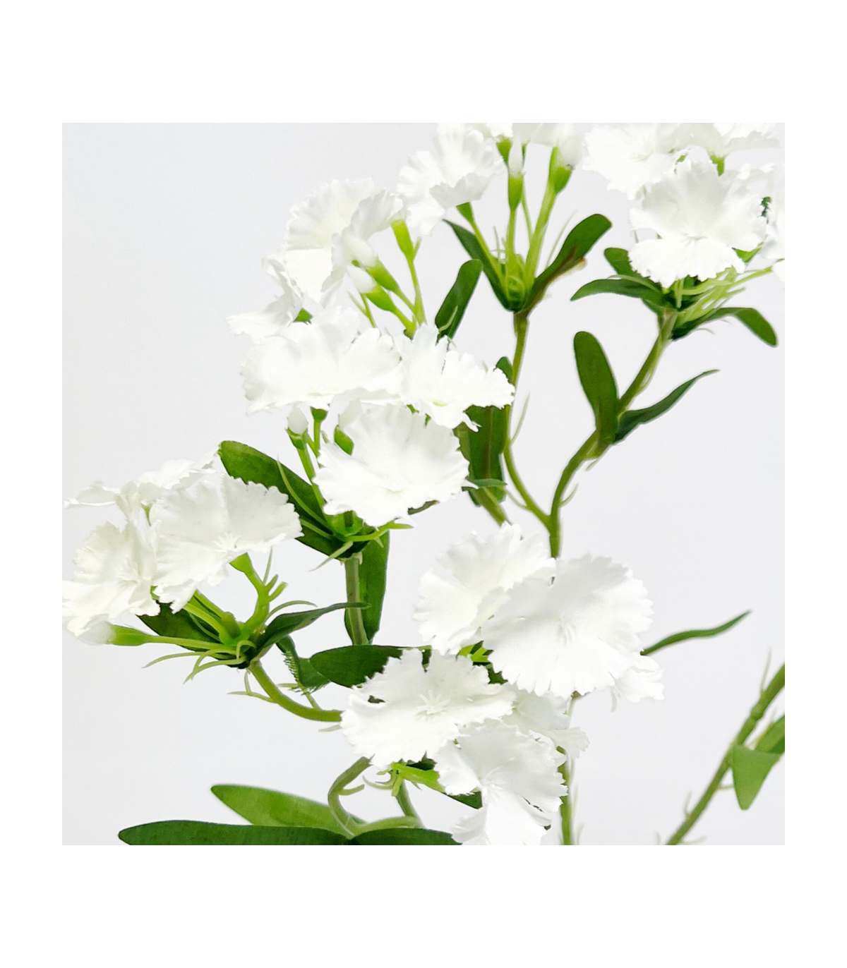 Vara Clavel White