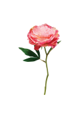 Vara Peonia Pink