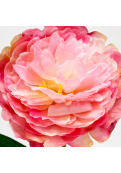 Vara Peonia Pink