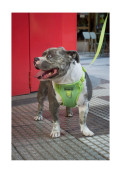 Arnés Anti-tirón Lime Panther - Xs