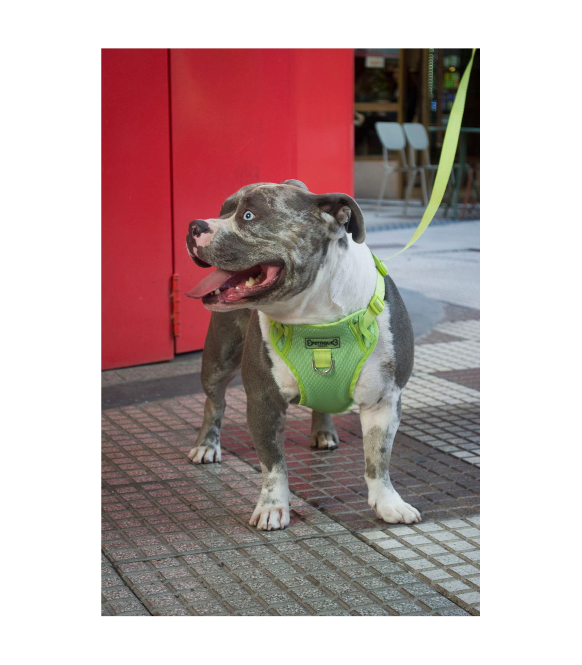 Arnés Anti-tirón Lime Panther - Xs