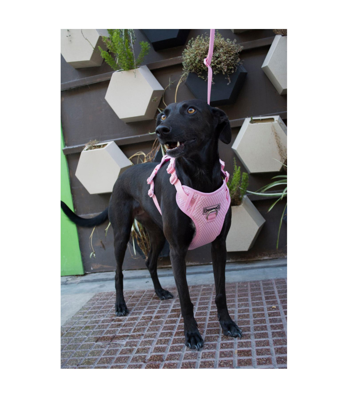 Arnes Anti-tirón Pink Panther - L