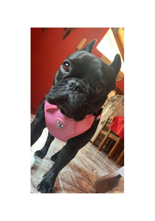 Arnes Doble Agarre Rosa L