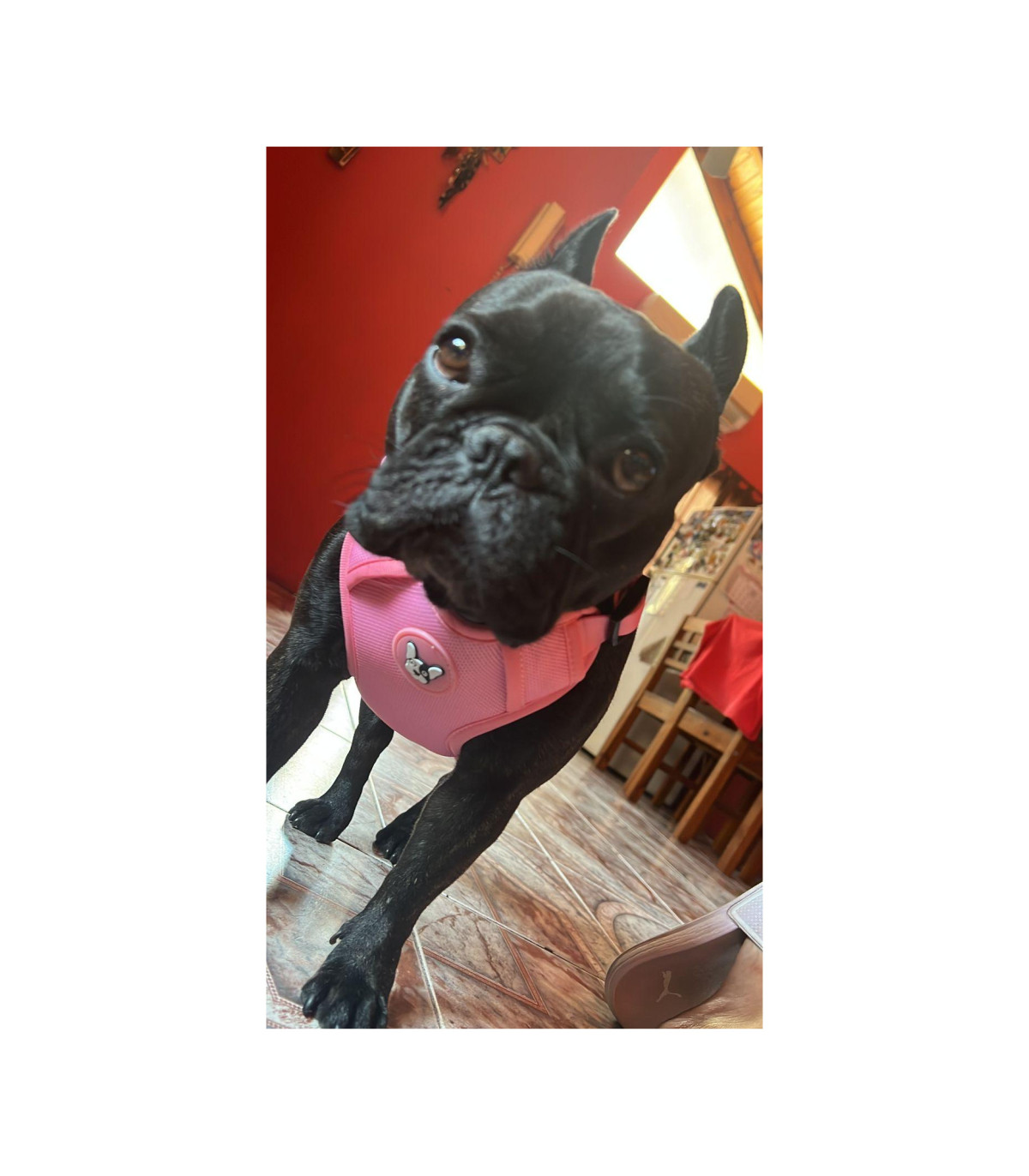 Arnes Doble Agarre Rosa L