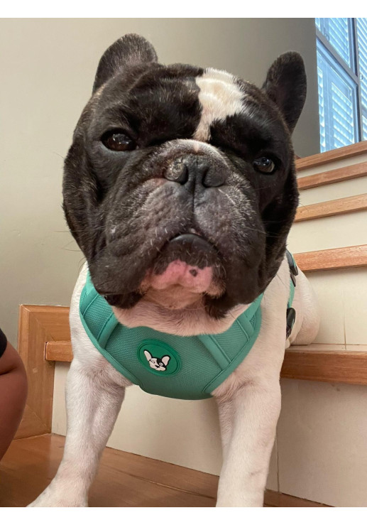 Arnes Doble Agarre Verde L