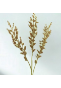 Eucalypto Beige Decorativo 53 Cm