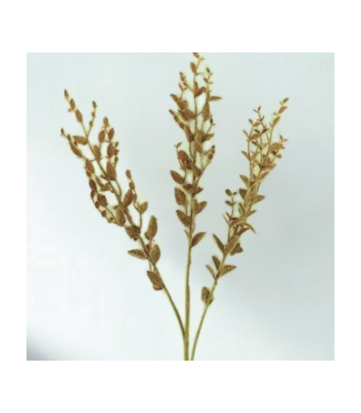 Eucalypto Beige Decorativo 53 Cm