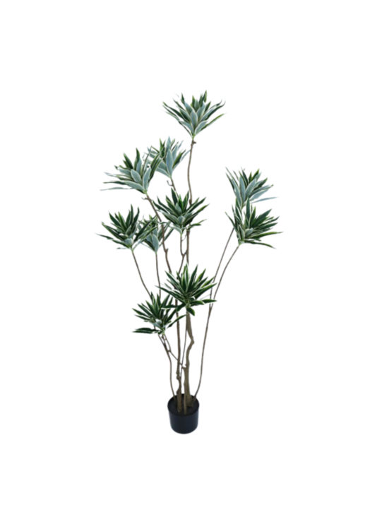 Planta Dracena Tree. Retiro Único En Sucursales.