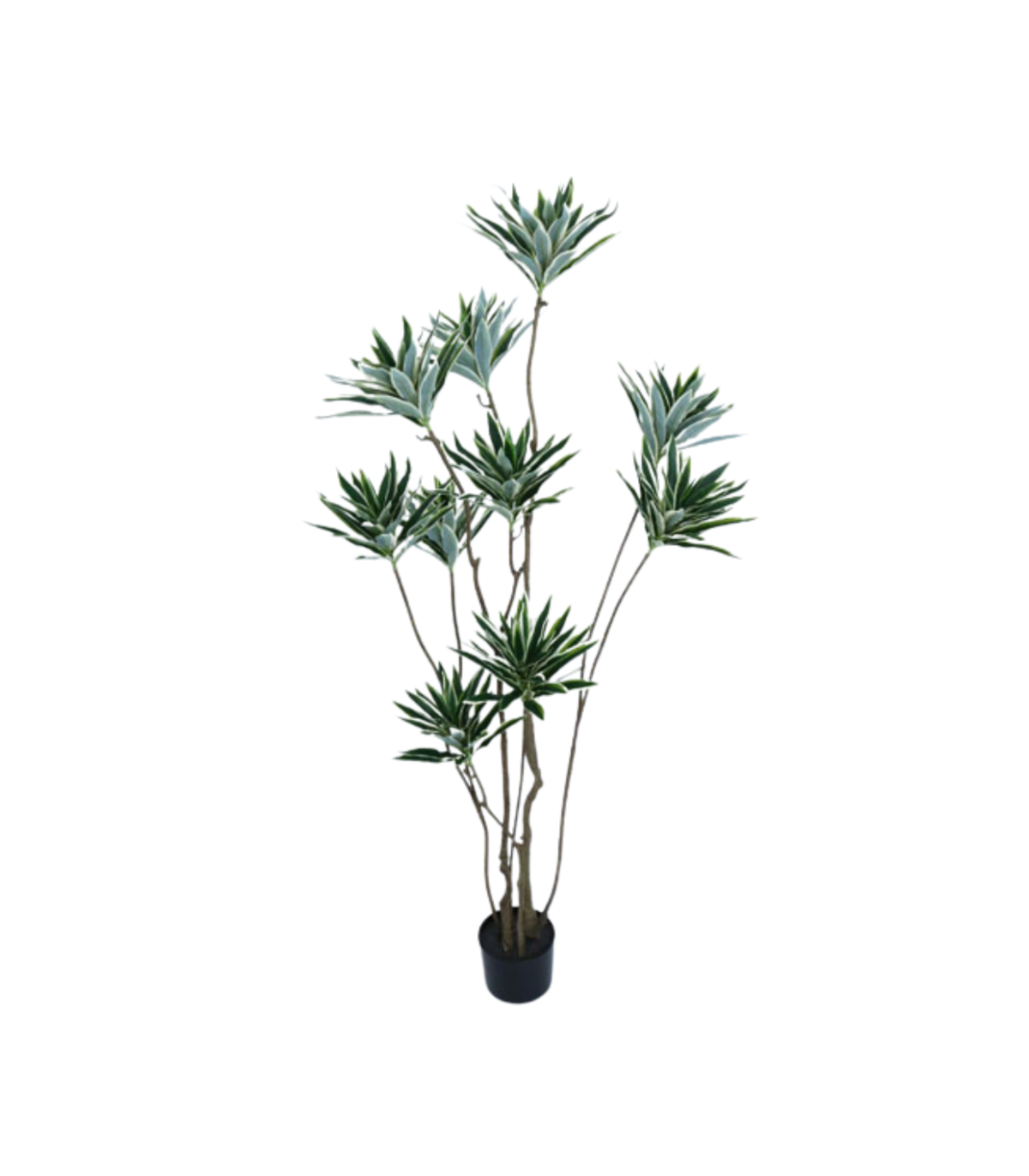 Planta Dracena Tree. Retiro Único En Sucursales.