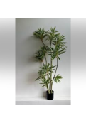 Planta Dracena Tree. Retiro Único En Sucursales.