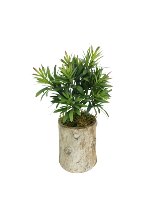 Planta Jade