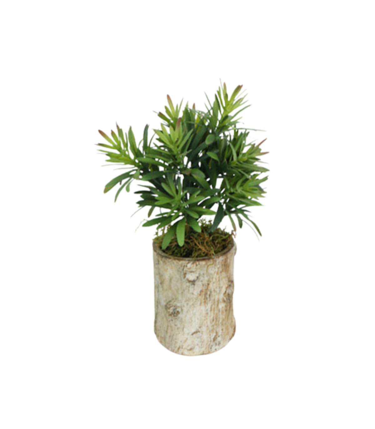 Planta Jade