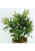 Planta Jade
