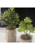 Planta Jade