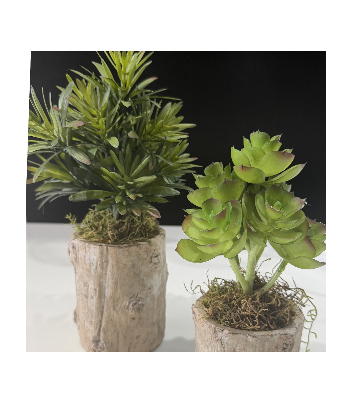 Planta Jade