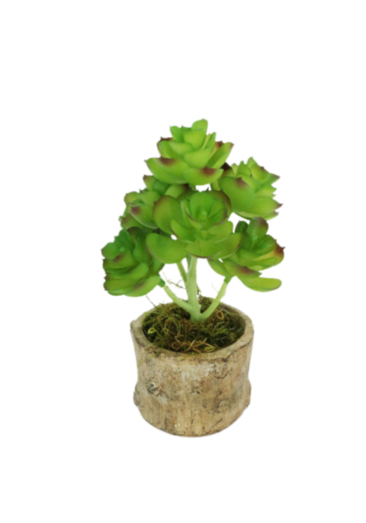 Planta Echeverrí­a