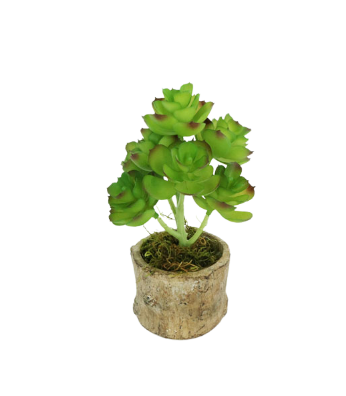 Planta Echeverrí­a