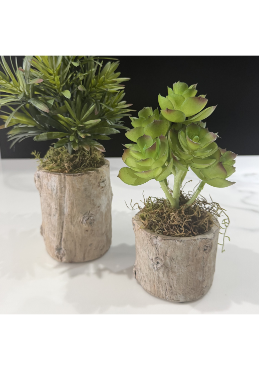 Planta Echeverrí­a