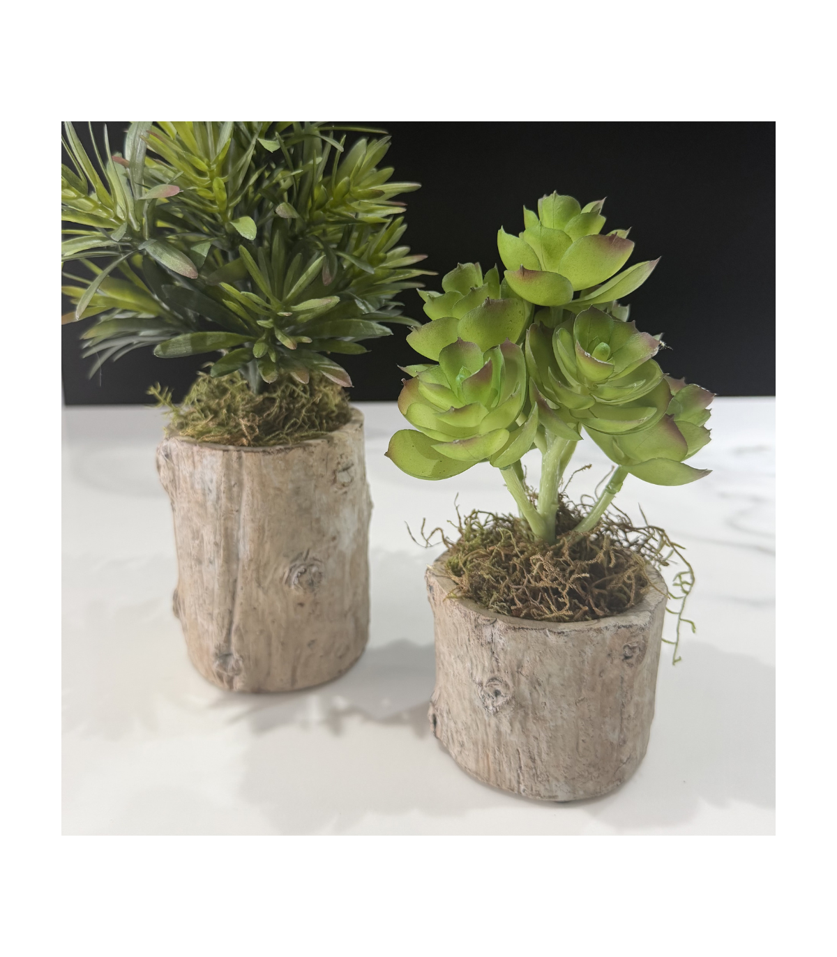 Planta Echeverrí­a
