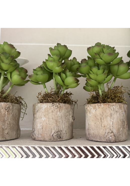 Planta Echeverrí­a