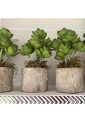 Planta Echeverrí­a