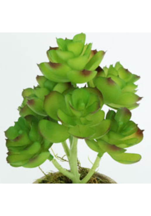 Planta Echeverrí­a