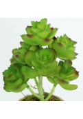 Planta Echeverrí­a