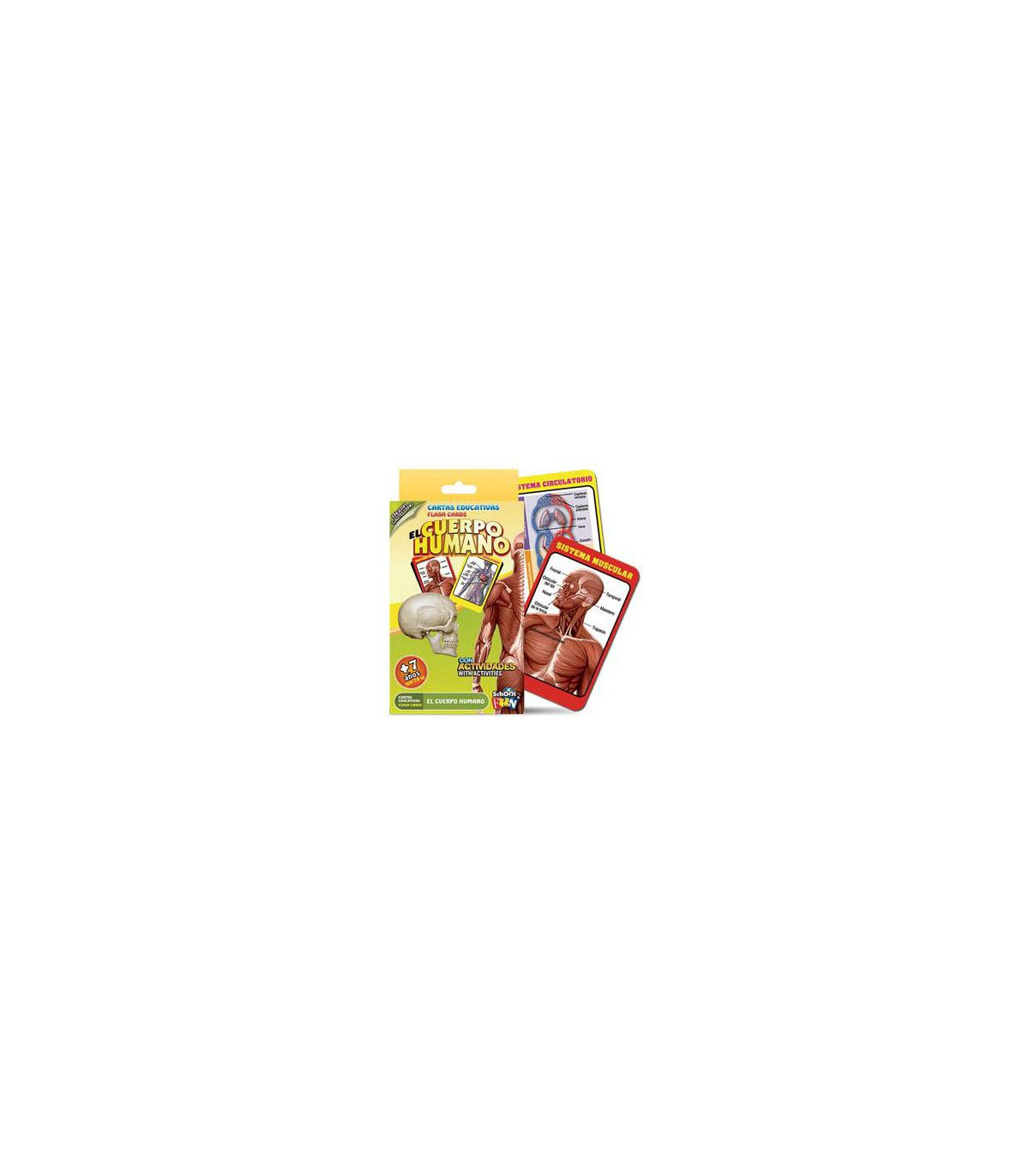 Cartas Educativas El Cuerpo Humano