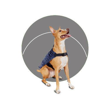 Todo para tu Mascota